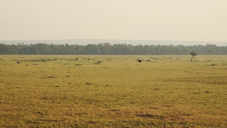 Zeitlupenaufnahme-Einer-Luftaufnahme-Eines-Vogels,-Der-Auf-Einer-Fahrt-Mit-Dem-Heißluftballon-über-Die-Leere-Savanne-Fliegt,-Afrika-Safari-Abenteuerreise-In-Der-Masai-Mara,-Afrikanische-Tierwelt-In-Der-Masai-Mara,-Kenia