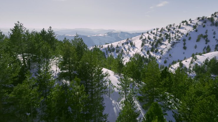 Winter Mountain Landscape with Evergreen Forests