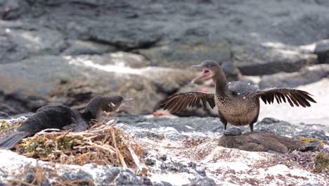 un par de cormoranes no voladores de galápagos peleando en punta espinoza en la isla fernandina en las islas galápagos