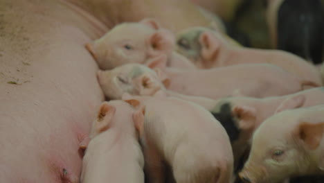 a group of cute newborn piglets are breastfeeding on pig mother