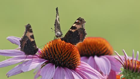 two small tortoiseshell butterflies pollinating in orange coneflower while third one flies by