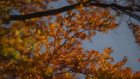 close up shot, branches in the wind and autumn leaves on a clear sunny peaceful day