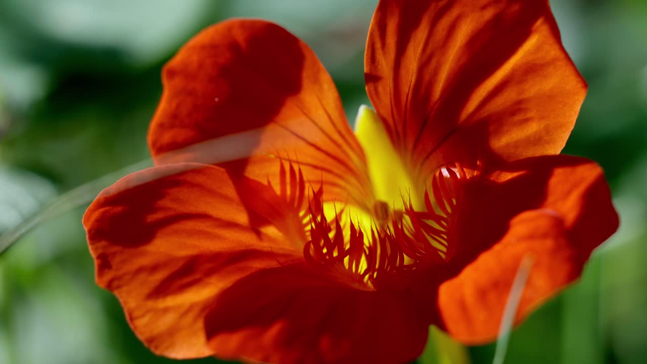 primer plano de tropaeolum majus vibrante junto al berro indio en un jardín