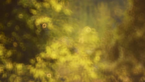 lente bokeh árboles retroiluminados en la luz del atardecer