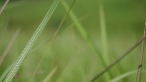 A-perennial-grass-native-to-tropical-and-subtropical-Asia-and-also-introduced-to-several-countries