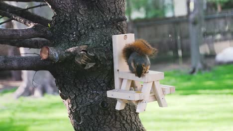 una linda ardilla olfatea en busca de comida en un pequeño comedero de mesa de picnic de ardilla en un árbol de hoja perenne