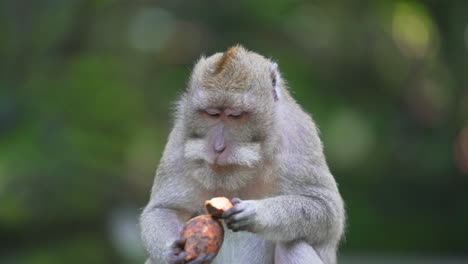 mono en el bosque lamiendo sus labios y comiendo una verdura
