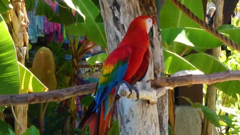 Red-and-Green-Macaw,-Ara-Chloropterus,-standing-in-Taino-Bay,-Puerto-Plata,-Dominican-Republic