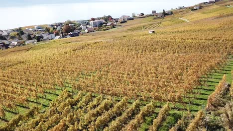 Toma-Panorámica-De-Los-Viñedos-De-Lavaux-Durante-El-Otoño,-Lago-Leman-Detrás-De-Vaud,-Suiza