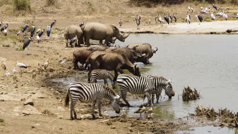 varios animales africanos beben en el pozo de agua para saciar su sed en el safari de áfrica