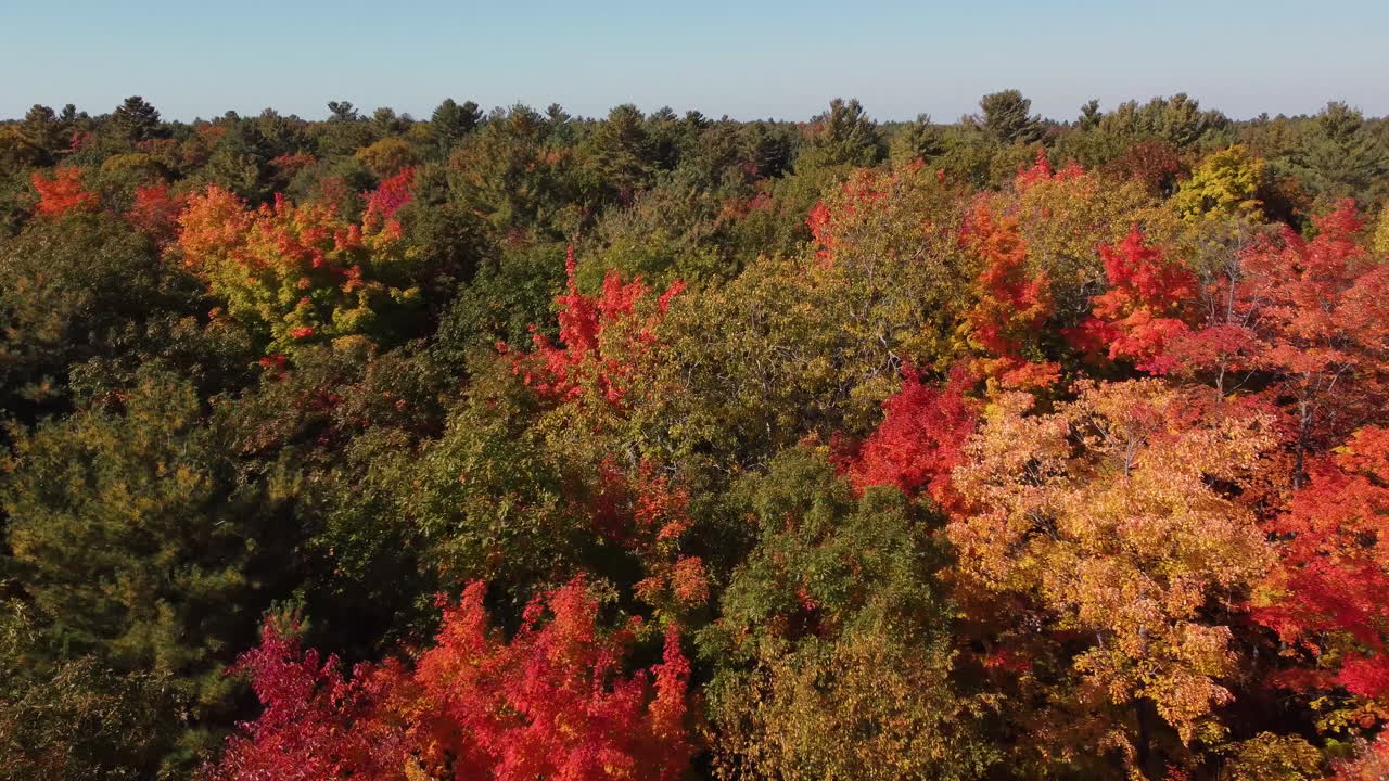 vuelo bajo sobre árboles coloridos en bosques