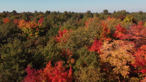 Low-flight-above-colourful-trees-in-woodlands