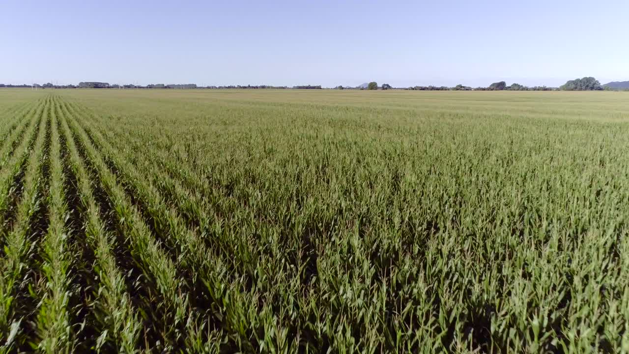 campo de maíz ininterrumpido en un día soleado en el campo de nueva zelanda, aéreo