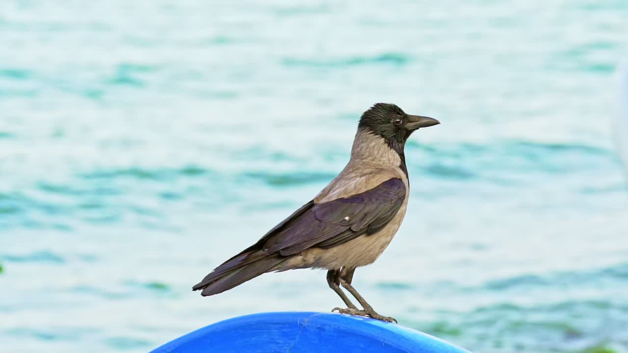 Bird standing feet on sea beach. Wild bird portrait against sea shore