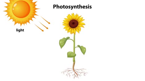 sunflower converting light into energy through photosynthesis