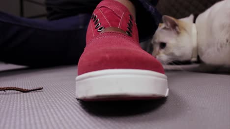 white cute cat playing with its owner