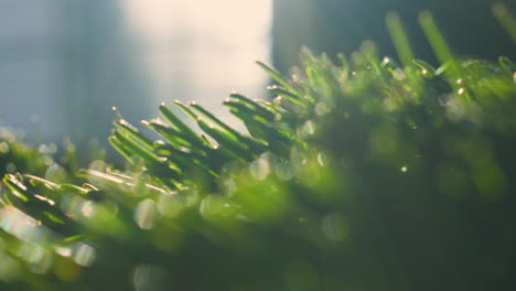 details of christmas season fir tree spines with natural sunlit backlight from window with dust particles floating in slow motion in background. prores 4k.