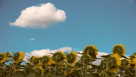 sunflower field