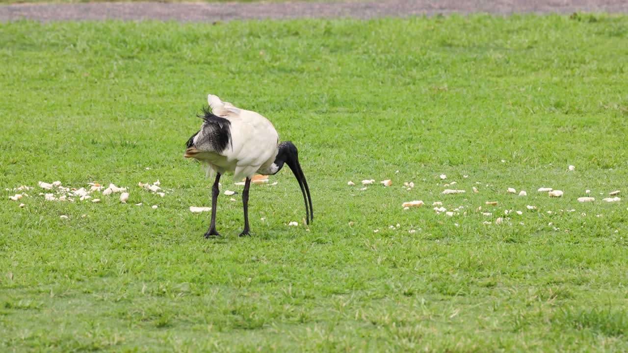 새 는 잔디 에서 물체 를 찾아낸다