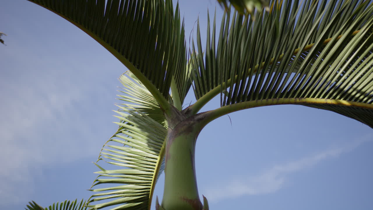 Stunning aerial and ground footage of Cabarete and Punta Cana beaches in the Dominican Republic. Turquoise waters, swaying palms, and white sand capture the essence of a Caribbean tropical paradise.