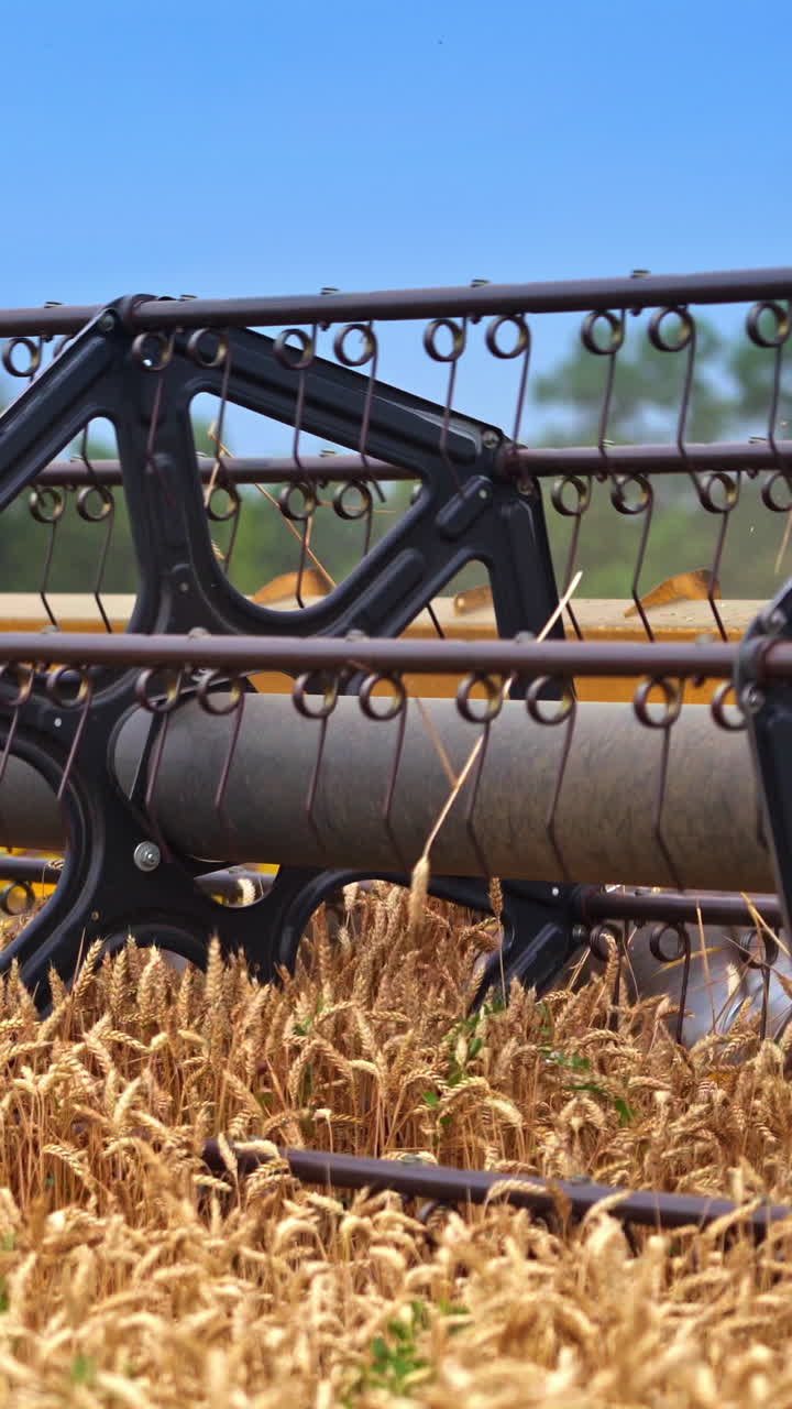 Fast approaching mower mechanism cuts the ripe ears of corn on sunny summer day. Intensive work of a harvester combine on a harvest season. Close up. Vertical video