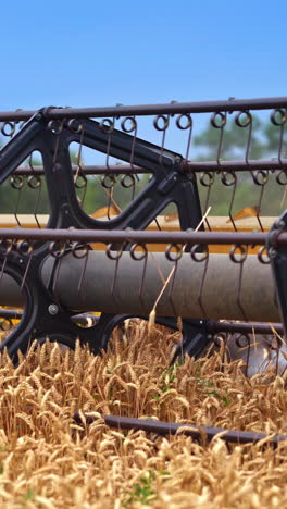 Fast approaching mower mechanism cuts the ripe ears of corn on sunny summer day. Intensive work of a harvester combine on a harvest season. Close up. Vertical video