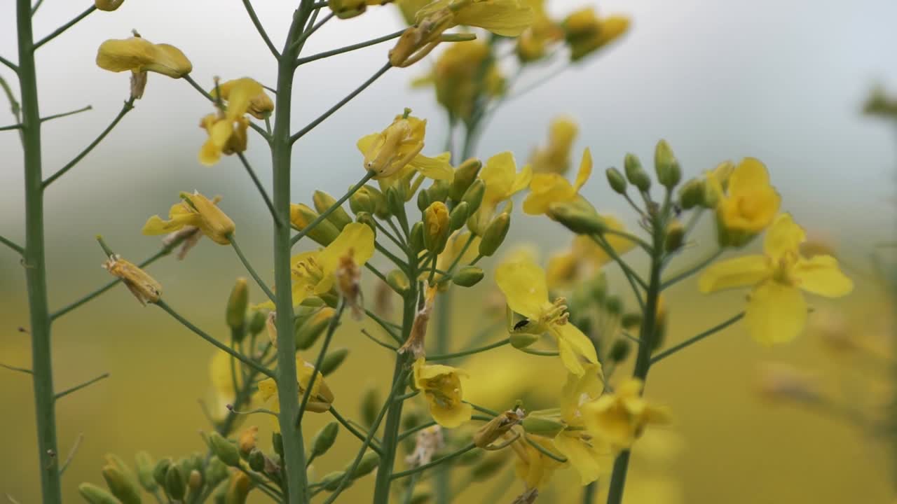 A handheld close up of yellow buttercups