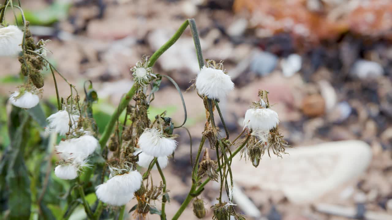 White dandelion seed heads move in a light breeze in a natural outdoor setting, captured in soft daylight with a shallow depth of field