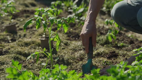 close-up of hands doing garden work.