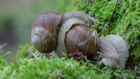 helix pomatia también caracol romano, caracol borgoña