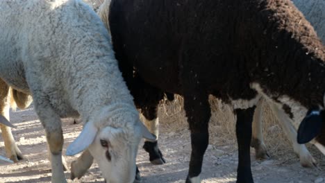 shepman carrying sheep