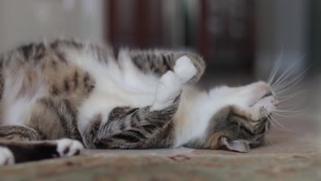 indoor cat rolls to back