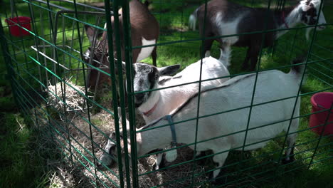 white goat at a petting zoo slow motion footage