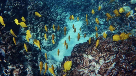 yellow tang fish