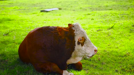 rare brown healthy cow or bull in cornwall park auckland new zealand on a green sunny day