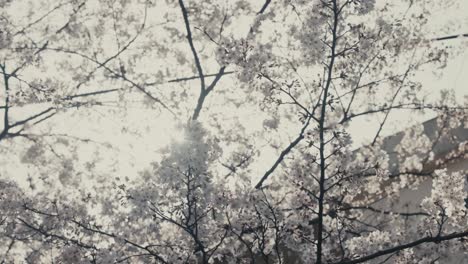 white sakura blossoms with sunlit background in spring in hakone, japan