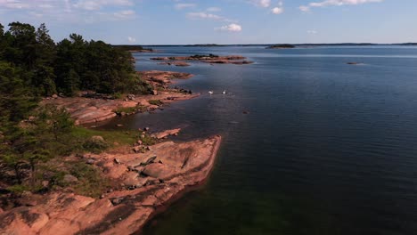 aerial view over swans on the rocky coast of aland islands, summer day in finland - rising, drone shot - cygnus