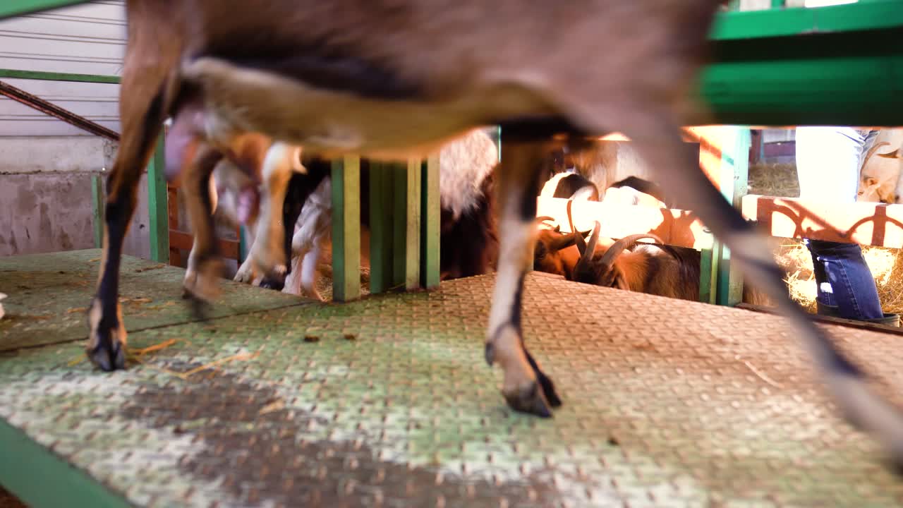 Farmer guides goats up ramp into milking bay on dairy goat farm in Hungary, bright sunlight.
