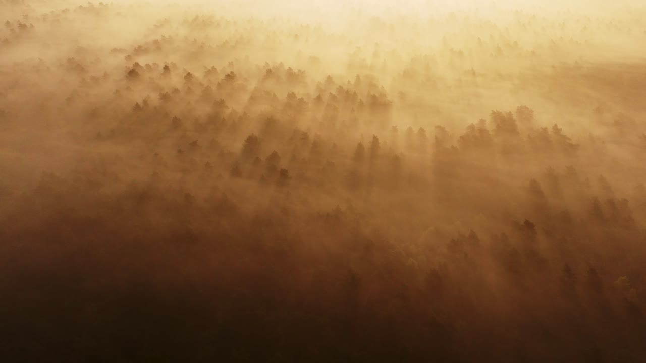 Misty Forest Sunrise