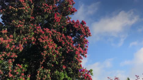 pan ascendente de árboles pohutakawa bajo un cielo azul durante el día en auckland, nueva zelanda