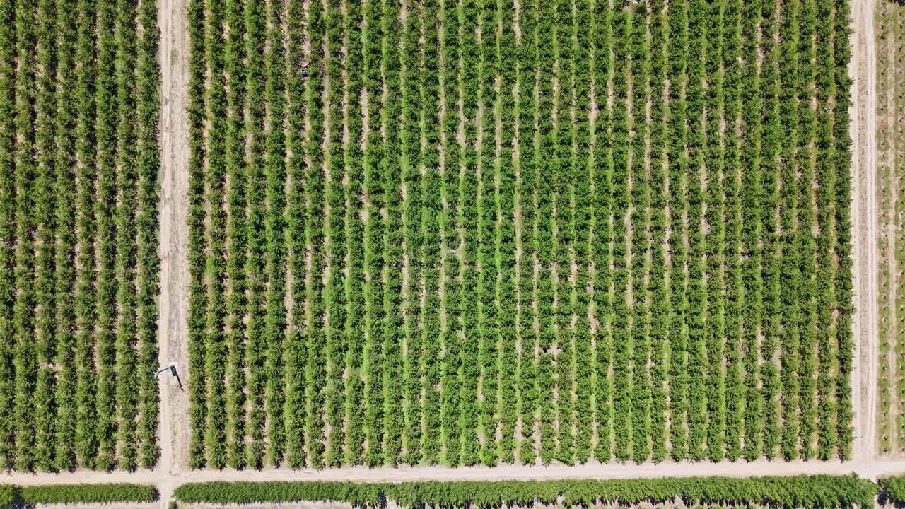 Drone shot in full top-down view pulling back over cherry orchard blocks in Cromwell, New Zealand, showing symmetrical rows of trees and dirt paths