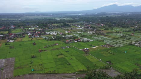 Drone-Footage-Rice-Paddy-Fields-in-Ubud,-Bali