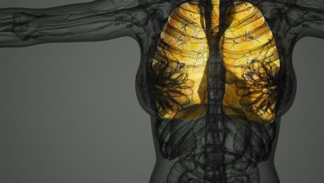 examen radiológico de los pulmones humanos