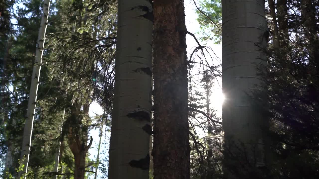Forest Pine and Aspen Trees with sun in the backdrop