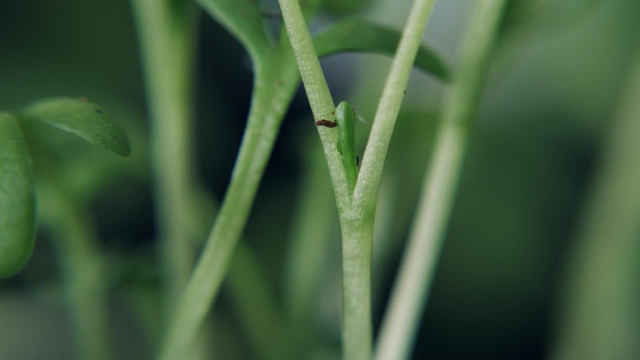 tallos de plantas temblando antes de la tormenta