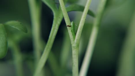 Plant's-stalks-shaking-before-storm