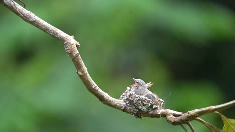 un lindo pájaro bebé, un pequeño minivet estaba esperando en el nido y su madre vino con comida para él