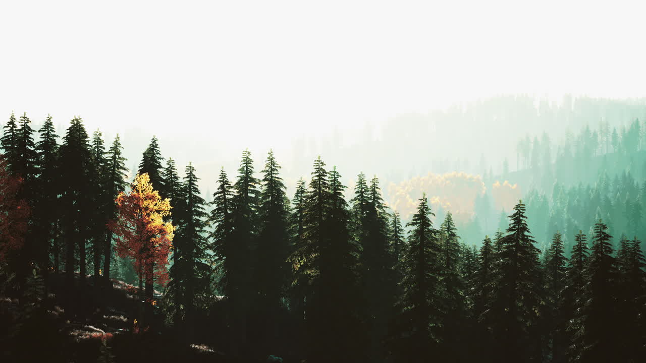 산 속 의 초원 에 있는 안개 사이 에 소나무 숲 이 있는 언덕