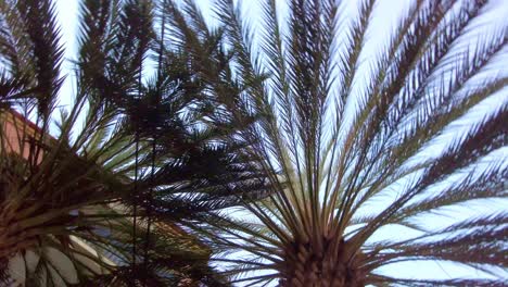 Cerrar-Sobre-Hojas-De-Palmera-Durante-El-Día-En-El-Clima-Mediterráneo-De-Verano-En-España