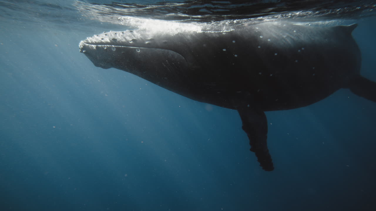 Sideview of Humpback whale at ocean water surface off coast of Tonga